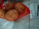 土豆500g 实拍图