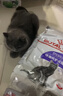 皇家绝育成猫粮 SA37通用粮 1-7岁10KG 实拍图