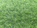清雅仿真草坪地毯假草皮铺垫塑料户外人造球场人工围挡幼儿园绿色地垫 3厘米全新升级15针特级特密质保S级款 (1米宽10米长)10平方 实拍图
