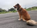 豆柴（docile）中/大型犬全价狗粮成年犬粮小型犬益生菌低敏配方15kg/30斤 实拍图