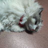 LEGENDSANDY蓝氏全价猫粮成猫幼猫生骨肉冻干粮 猎鸟乳鸽1.5kg 实拍图