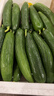 山东寿光水果黄瓜生吃脆新鲜荷兰青瓜当季无刺小黄瓜源头直发 精品水果黄瓜净重 4.5斤 实拍图