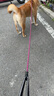 多尼斯（DOGNESS）狗绳狗牵引绳项圈小型犬拴遛狗绳P链防爆冲泰迪比熊法斗博美枣红S 实拍图