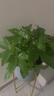 大型植物发财树各种大颗盆栽开业乔迁客厅办公室内好养大型绿植 独杆发财树40-50cm（不含盆） 实拍图
