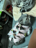 派乐特猫咪绝育服母猫手术衣服透气戒奶服断奶服公猫防舔术后宠物猫猫M 实拍图