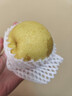 河北皇冠梨蜜梨冰糖梨脆甜远达新10 河北皇冠梨带箱2斤装 实拍图