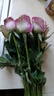 云南鲜花批发品质玫瑰百合水养鲜切花送女友水养鲜花源头直发 紫玫瑰-10支（花苞小不定品种） 【任选2件—不收运費】 实拍图