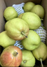 京鲜生 新疆库尔勒香梨 净重10斤 特级 单果120g以上 生鲜水果 实拍图