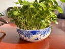 九千谷 水仙花盆水养陶瓷盆 大号圆形铜钱草碗莲睡莲青花瓷盆约19cm5822 实拍图