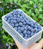 寻良万亩蓝宝级·云南花香蓝莓【JD/顺丰-多地次日达】新鲜水果送礼物盒 125g*2盒【尝鲜装】丨净100g/盒 甄选蓝宝级超大果丨单果20mm+更脆甜 实拍图