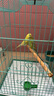 万宠汇 鸟活体虎皮鹦鹉笼养牡丹玄风活鸟学说话手养小太阳鹦鹉和尚鹦鹉 绿色虎皮+黄色虎皮（一公一母） 实拍图