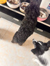 Orijen渴望狗粮 六种鱼 成犬幼犬全价鱼肉美毛进口犬粮6kg效期26/2 实拍图