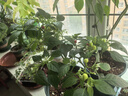 美乐棵磷酸二氢钾盆栽绿植促花开花花卉植物水溶肥肥料花肥500G 实拍图