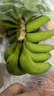 高山精品甜蕉现摘新鲜水果香蕉孕妇宝宝辅食搭配丫丫生鲜特产 9斤装【青蕉发货】 实拍图