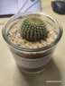 多肉植物仙人掌盆栽室内肉肉仙人球小盆栽开花可爱桌面绿植 金冠+玻璃盆+黄金砂+营养土 含盆 实拍图
