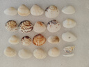 天然海螺贝壳鱼缸水族箱造景装饰工艺品收藏小礼物 天然贝壳海螺50g装【20个左右】 多种款式混装随机发货 实拍图