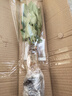 ⭐【包活】发财树盆栽鲜花绿植物办公室内吸甲醛绿萝文竹水培易养 【粗2-3cm】单杆发财树【原盆】 实拍图