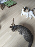 HELLOJOY木天蓼猫咪磨牙棒猫玩具自嗨解闷拉菲草逗猫棒耐咬幼猫养猫神器 实拍图