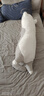 捉趣（ZHUOQU）猫咪抱枕公仔毛绒玩具女孩长条玩偶冰丝睡觉夹腿抱枕女生生日礼物 灰色【冰丝面料独立内胆】 全长约90cm 实拍图