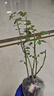 清韵伊人 月季花树苗爬藤当年开花月季花苗特大花盆栽地载庭院蔷薇 瑞典女王【不爬藤】 实拍图