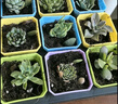 奥美优长方形花盆栽种菜神器家庭阳台加厚长条形带托盘多肉花盆不含绿植 实拍图