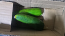【超市品质】山东新鲜水果黄瓜嫩青瓜生吃蘸酱生鲜蔬菜减肥搭配 水果黄瓜 200g 试吃 实拍图