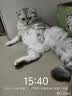 瓜洲牧小鱼干猫咪零食宠物无盐幼猫增肥补钙磨牙猫粮河虾冻干多春鱼 热卖推荐 淡水河鱼100g 实拍图