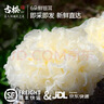 古松 新鲜银耳6朵 独立盒装顺丰快递产地直发新鲜菌菇雪耳白木耳 鲜银耳6朵100g*6盒 实拍图