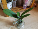 蝴蝶兰盆栽带花剑四季开花客厅室内兰花大苗桌面无花苞花好养易活 【主图款】---【包开花】送营养液2包 带2支花剑 实拍图