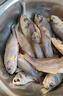 鲜到鲜得 冷冻三去小黄鱼2斤(40-42条) 黄花鱼 海鱼 生鲜 实拍图