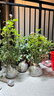 意轩欧月果汁阳台室内观花植物花卉盆栽四季开花月季 艾莎【大苗】 实拍图