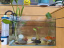 高清热弯浮法透明玻璃鱼缸客厅家用造景装饰生态中小型生态金鱼缸 热弯鱼缸-简易升级套餐 长40*宽23*高25cm 实拍图