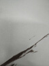 [欧立停(OULITING)] 苯甲酸利扎曲普坦片5mg*6片/盒 实拍图
