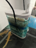 柏卡乐龟缸过滤器低水位乌龟缸吸粪吸便三合一净水循环过滤盒乌龟池专用 蓝3节-豪华套餐【培菌+去黄+除臭】 实拍图
