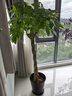 叹为观止大型植物发财树各种大颗盆栽开业乔迁客厅办公室内好养大型花卉 辫子发财树【1.7-1.8米】 含盆 实拍图