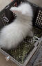 暮秋小主血统宠物兔垂耳兔活体大型安哥拉长毛迷你侏儒猫猫兔活物已做疫苗 网红大型安哥拉纯白幼兔 实拍图