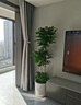 卉优造型鸭脚木大型绿植客厅室内高级百合竹植物轻奢发财树幸福树盆栽 三层幸福树1.5-1.7m 不含盆 实拍图