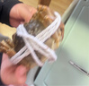 【活蟹】漁家师傅大闸蟹全母2-2.3两10只 去绳足重鲜活现货螃蟹生鲜水产海鲜礼盒 实拍图