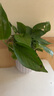 【绿萝盆栽】吸甲醛净化空气水培绿植物懒人花卉好养搬家礼物全 【热销5盆】绿萝+白色南瓜盆自吸水 整体含盆高度20-25cm 实拍图
