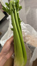 新鲜出土西芹大颗半叶绿色蔬菜榨汁专用甜脆嫩心时令蔬菜现割现发 1斤尝鲜款 实拍图