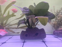 异景园鱼缸水族箱造景水榕沉木活体水草淡水无土植物后景真水草净水增氧 小巴榕【买就发3】巨划算特惠 实拍图