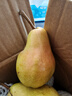 亨迅烟台太婆梨山东梨子啤梨香蕉梨大头梨茄梨软梨新鲜水果生鲜 3斤精品装（净重2.8斤） 香甜软糯|核心产区直发|放软后吃 实拍图