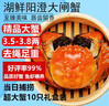 【活蟹】湖鲜阳澄大闸蟹全母3.9-4.2两10只去绳足重鲜活超大蟹海鲜螃蟹礼盒装源头直发 实拍图