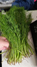 茗君鲜顺丰包邮山东茴香菜新鲜茴香苗现摘头茬荤香嫩叶小茴香饺子馅蔬菜 茴香3斤（顺丰/京东包邮） 实拍图
