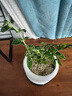 八芽悬崖六月雪盆栽金边老桩弯枝造型中式禅意盆景客厅桌面好养绿植 六月雪-PVC小甜甜圈盆-密胺托盘 带盆栽好 实拍图