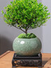 开时果 小叶赤楠盆景摆件 办公室桌面绿植花卉好养盆栽植物源头直发包邮 【热销款】哥窑浸墨盆+苔藓+底座 实拍图
