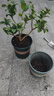 墨斗鱼花盆加仑盆加厚高款3加仑*2多肉绿萝月季盆栽树脂塑料简约带托盘 实拍图