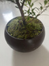 八芽 小叶赤楠盆景摆件室内绿植花卉盆栽老桩客厅办公室桌面好养植物 （【热销款】舍得紫砂盆赤楠+苔藓+底座） 实拍图