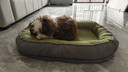嬉皮狗（hipidog）狗窝四季通用夏天狗床狗垫子可拆洗睡垫中小型犬宠物沙发猫窝用品 蒂安绿#【高档狗窝】耐抓耐磨 XL【长80cm宽60cm】（35斤内） 实拍图