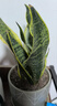金边虎皮兰新房办公室多肉植物花卉白玉虎皮兰长脚虎皮兰绿植盆栽 2棵金边虎皮兰 实拍图